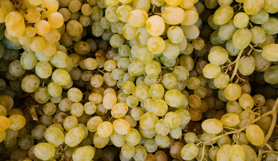 tipos de uvas para vino blanco