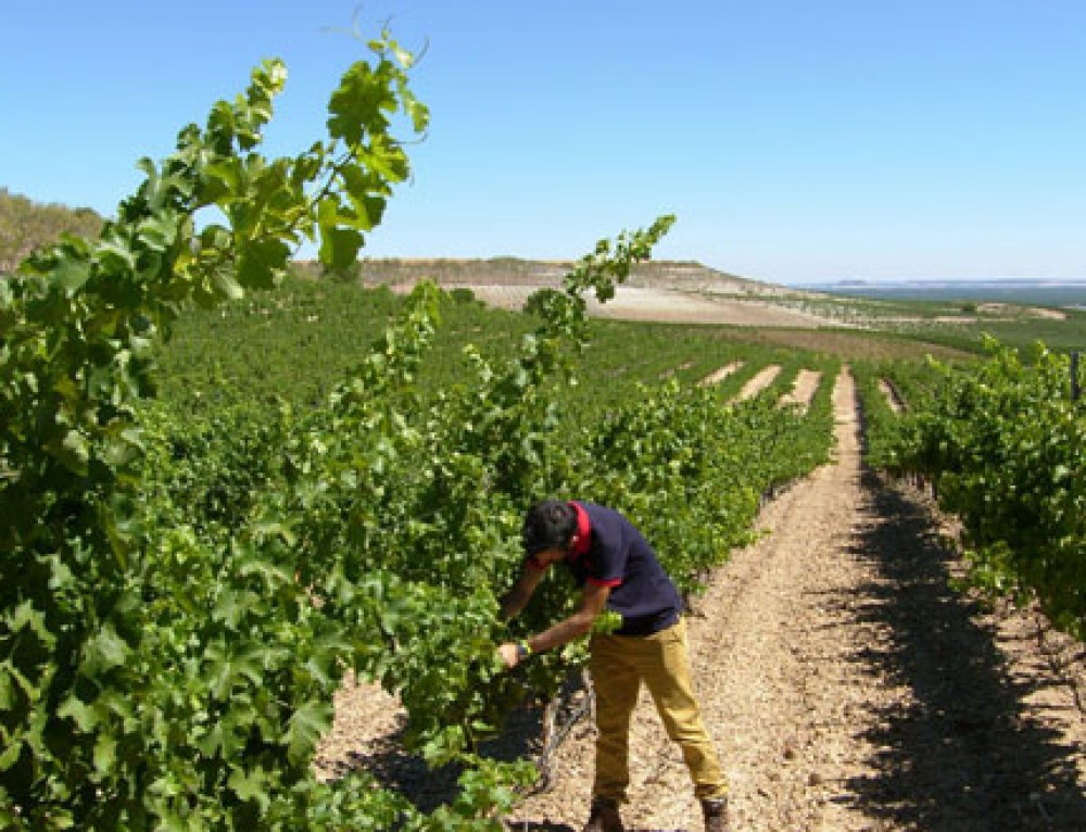 Rioja, Ribera y Rueda salvan la vendimia con mejor resultado del esperado