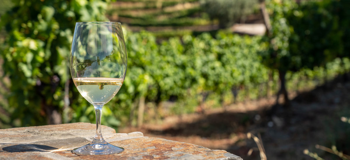 vino blanco verdejo de Rueda en viñedo vino blanco verdejo de Rueda en viñedo