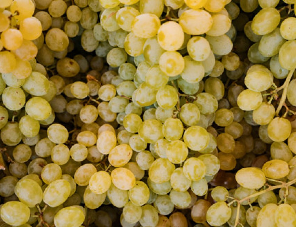 Conoce los distintos tipos de uva para vino blanco