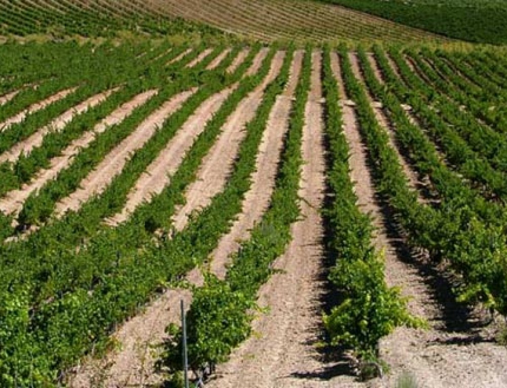 La D.O. Rueda sigue a la cabeza de vinos blancos en España